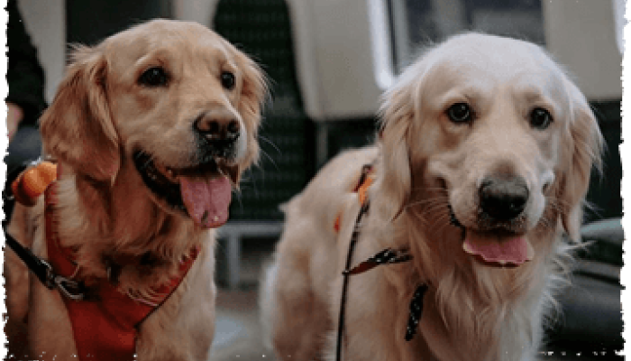 Pair of guide dogs