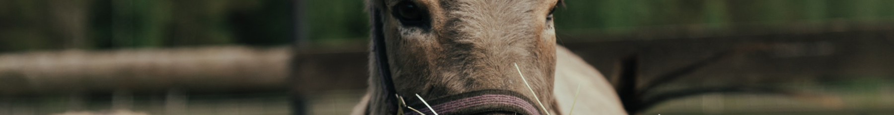 Donkey in field