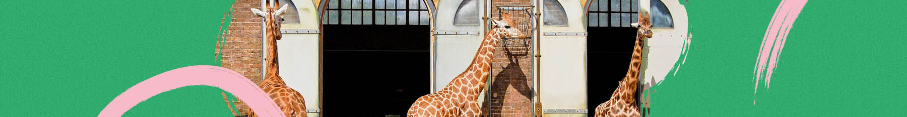 Giraffes in their enclosure 