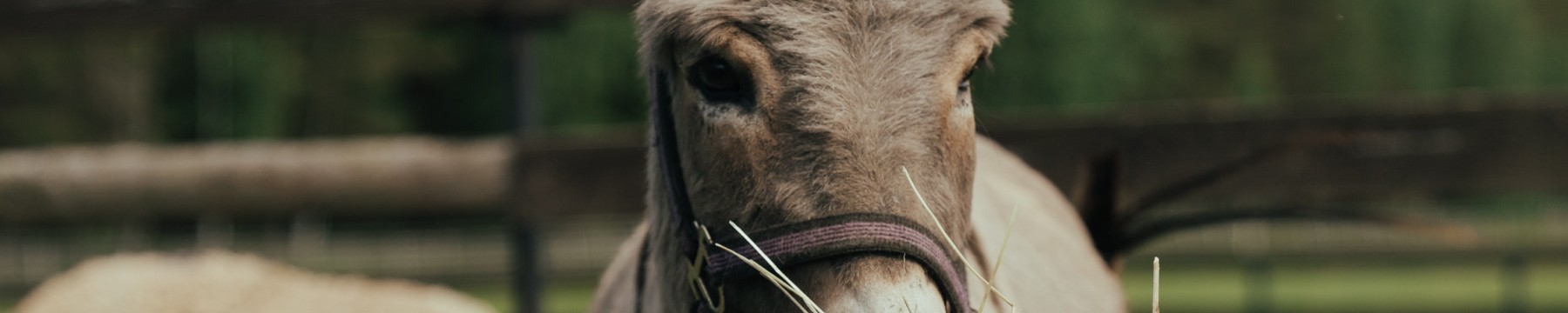 Donkey in field