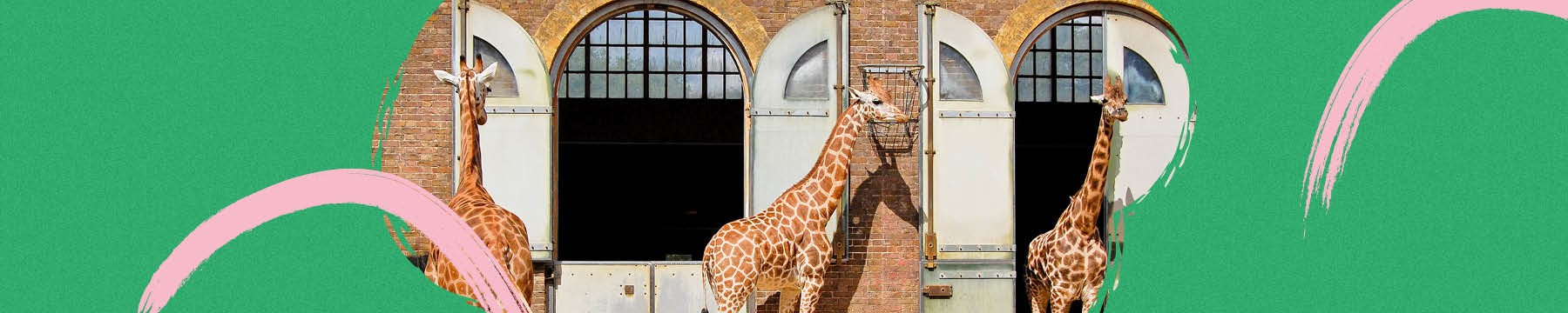 Giraffes in their enclosure 
