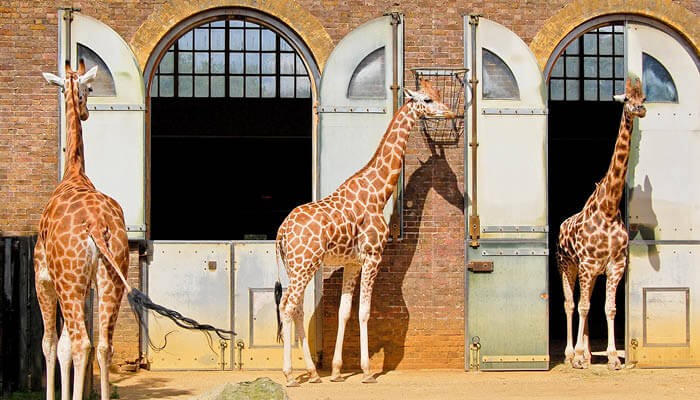 Giraffes in their enclosure 