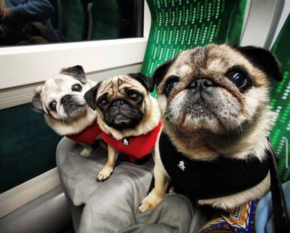 Three pugs on the train.