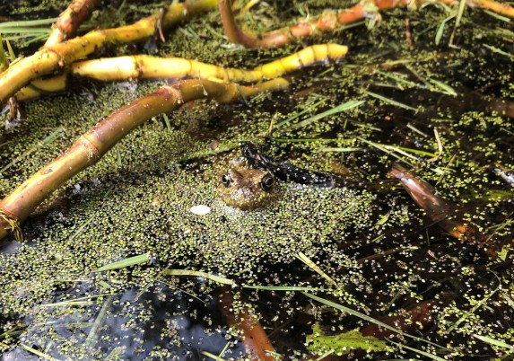 Frog poking its head out the pond water.