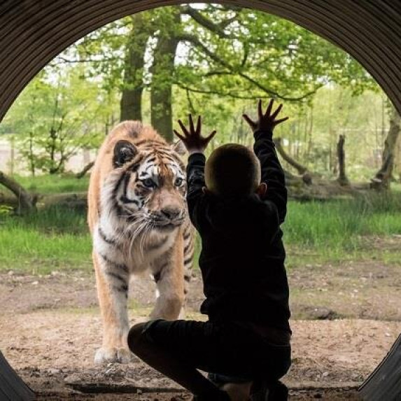 Knowsley safari park