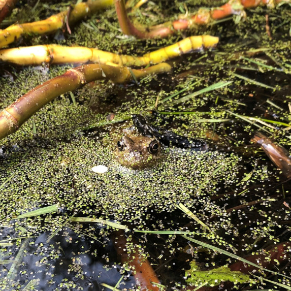 Frog poking its head out the pond water.