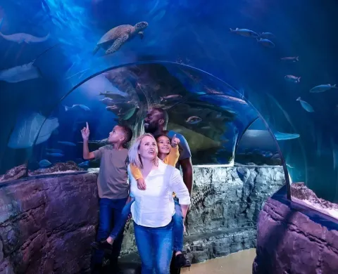 The National SEA LIFE Centre Birmingham