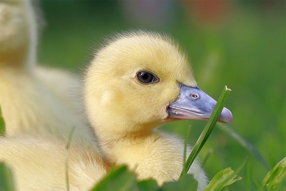 A duckling sitting in some grass
