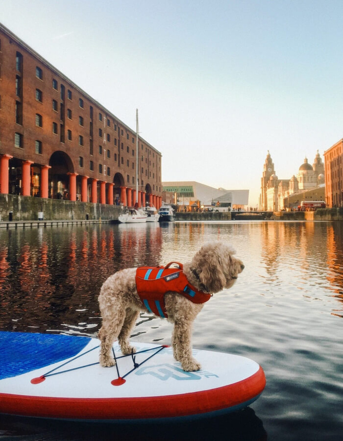dog on paddleboard 
