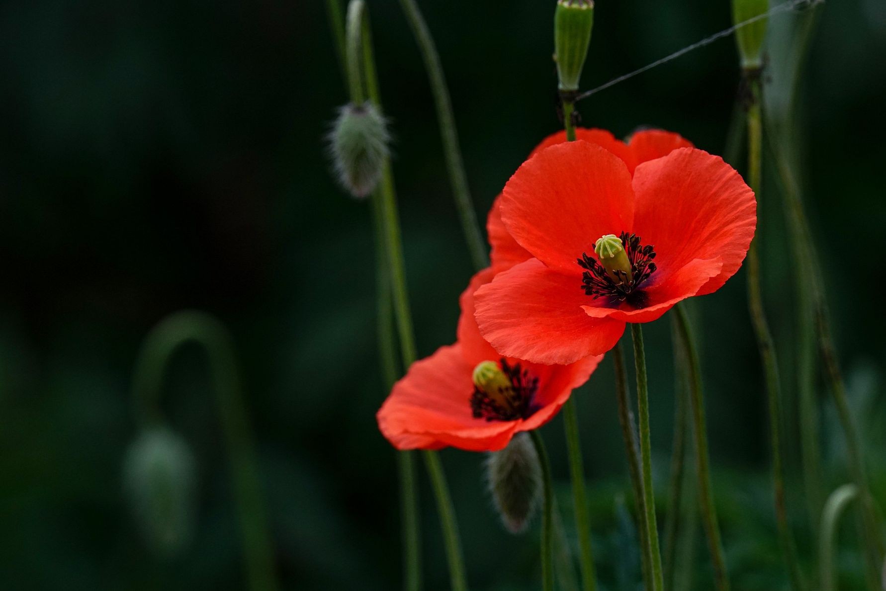 London Northwestern Railway offers free travel to military personnel and veterans for Remembrance Services